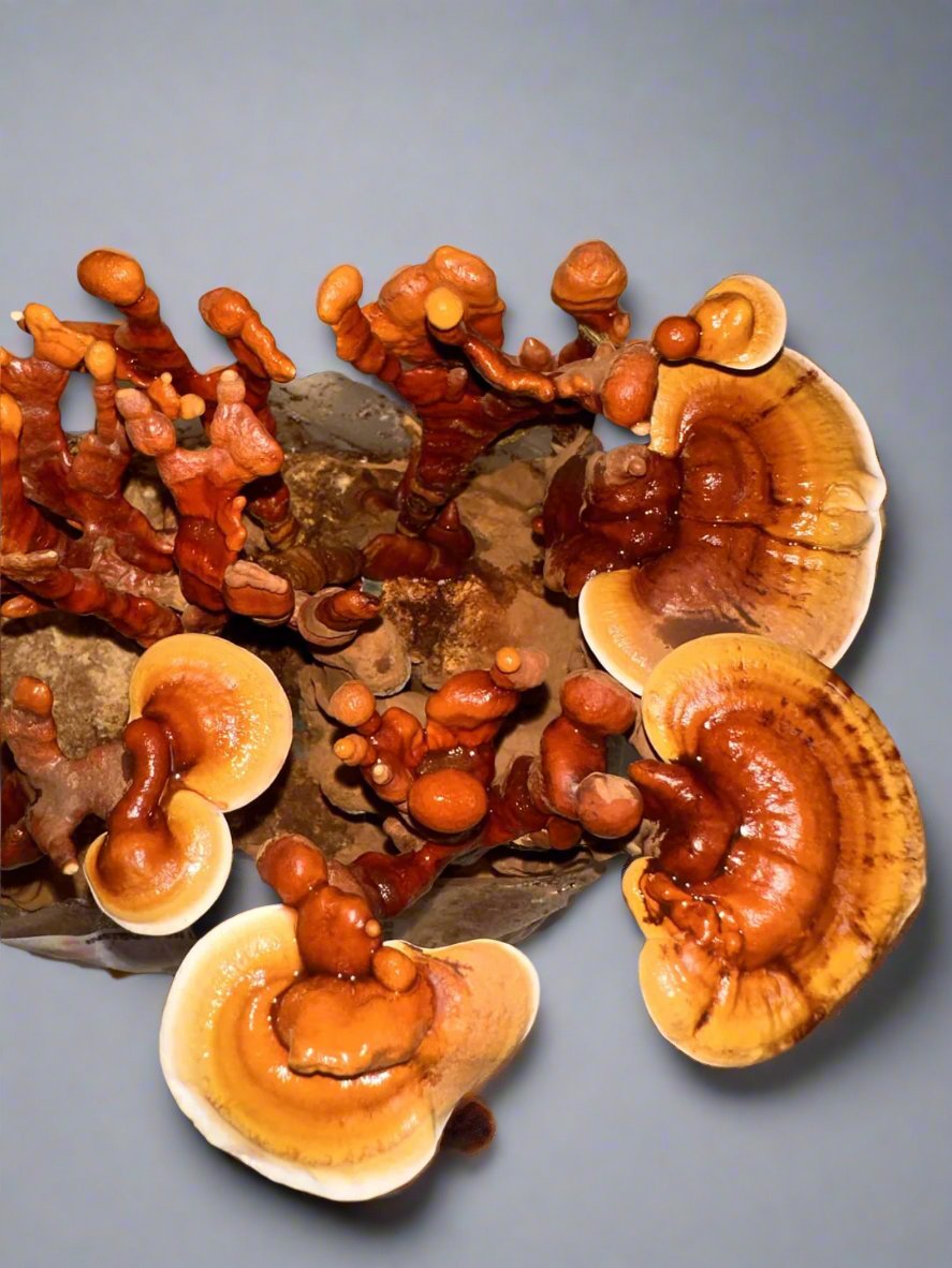 Mushroom Fruiting Body Supplements - Reishi