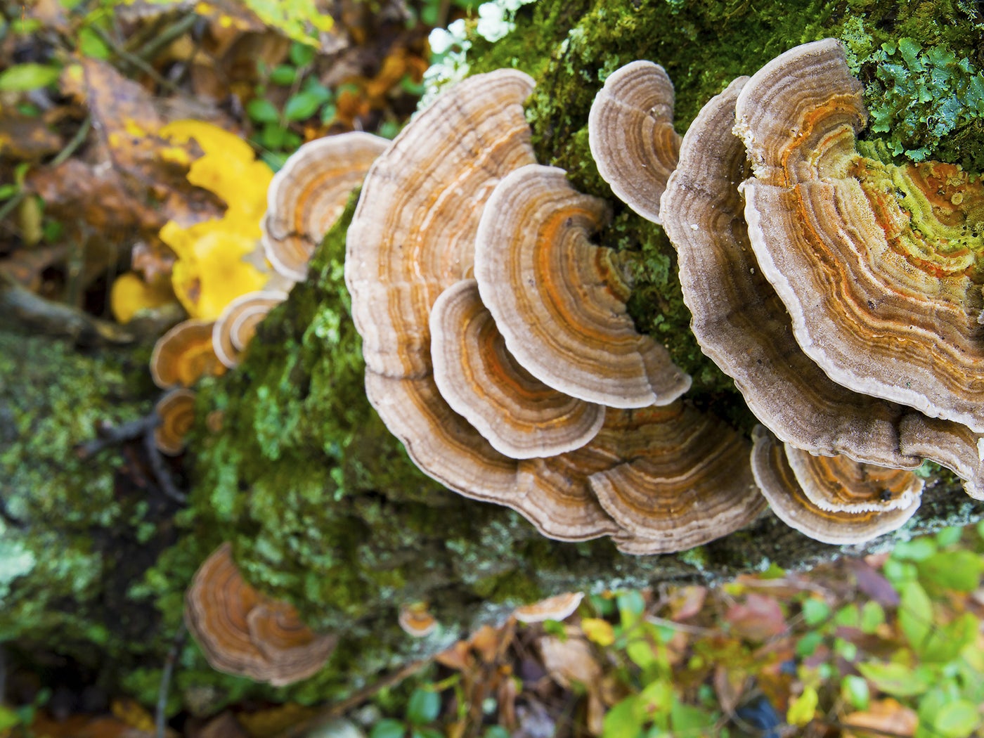 Mushroom Fruiting Body Supplements - Turkey Tail