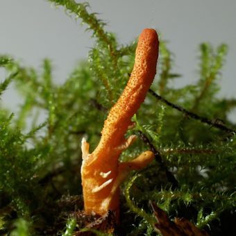 Mushroom Fruiting Body Supplements - Cordyceps