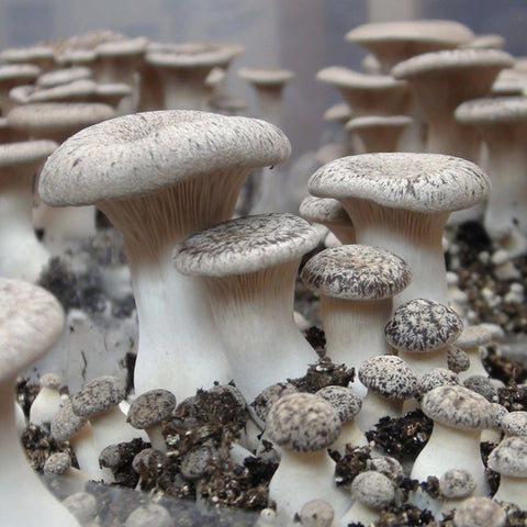Advanced Mushroom Block - Kings Trumpet (coming soon)
