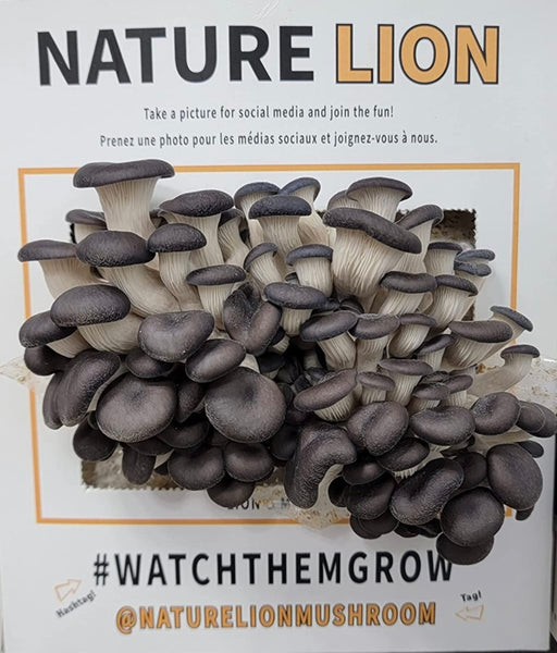 Naturelion - Black Oyster Mushroom Grow Kit