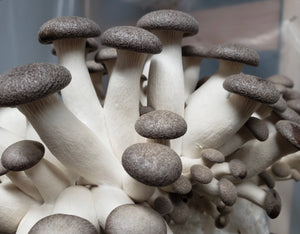 Naturelion - Black Oyster Mushroom Grow Kit