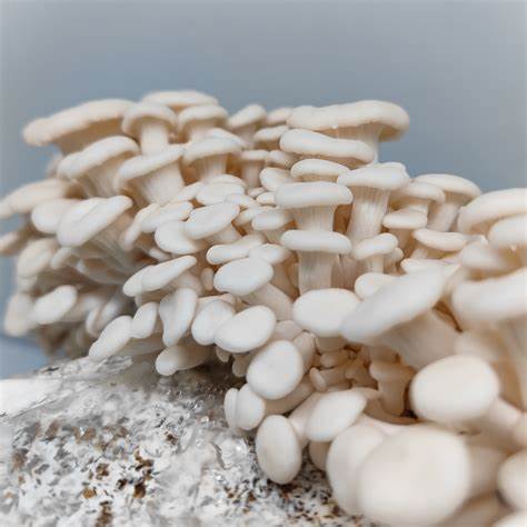 Advanced Mushroom Block - White Oyster (coming soon)
