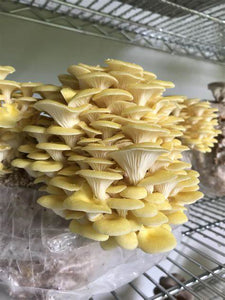 Advanced Mushroom Block - Golden Oyster (coming soon)