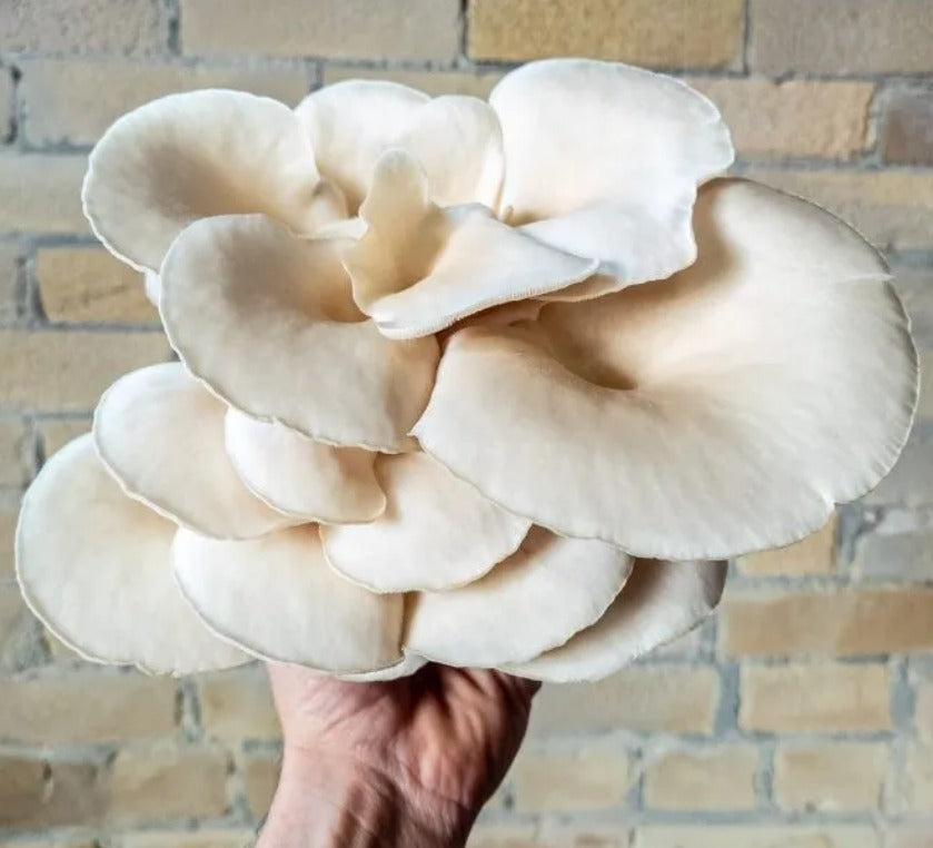 Naturelion - White Oyster Mushroom Grow Kit
