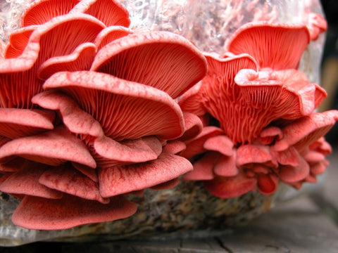 Advanced Mushroom Block - Pink Oyster (coming soon)