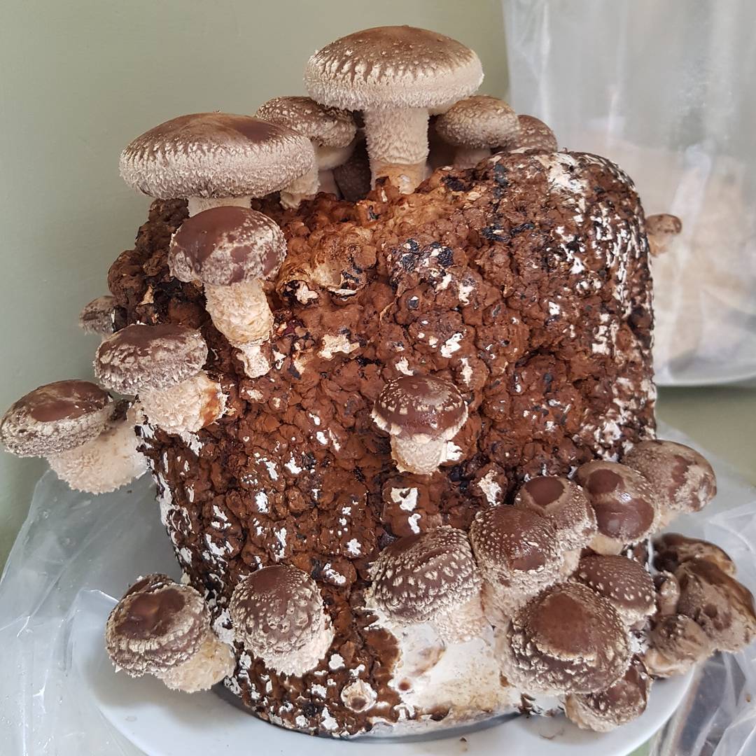Advanced Mushroom Block - Shiitake (coming soon)